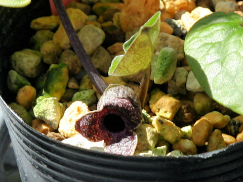 Asarum gusk