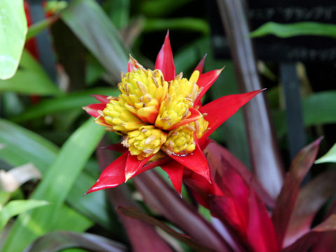 Guzmania cv. Symphony