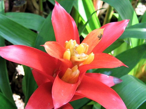 Guzmania cv. Jazz