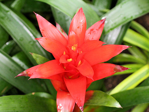 Guzmania cv. Ostara