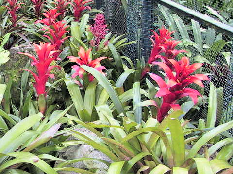 Guzmania cv. Luna