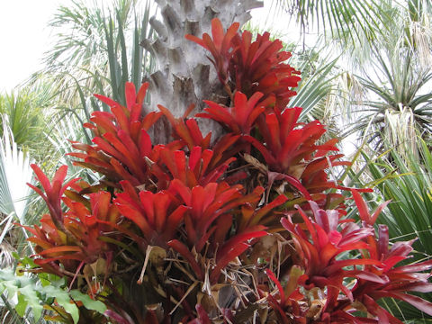 Guzmania cv. Luna