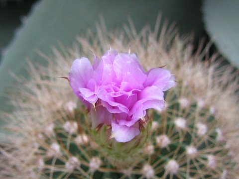 Neoporteria subgibbosa