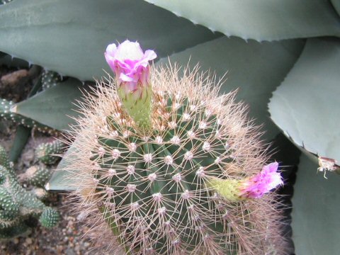 Neoporteria subgibbosa