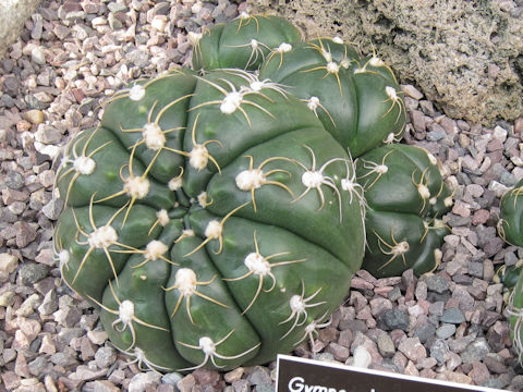 Gymnocalycium denudatum cv. Jan Suba