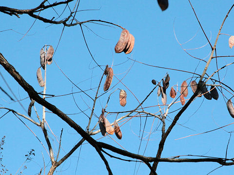 Gymnocladus dioicus