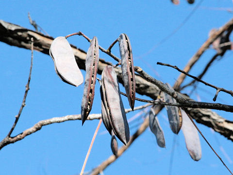 Gymnocladus dioicus