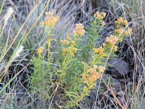 Gymnosperma glutinosum