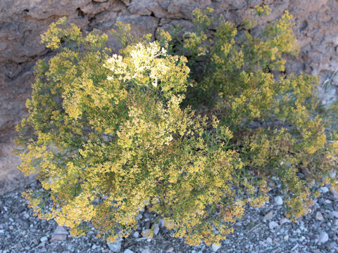 Gymnosperma glutinosum