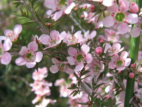 Leptspermum scoparium