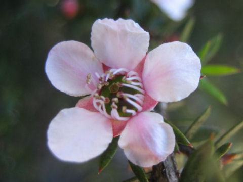 Leptspermum scoparium