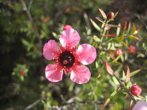 Leptspermum scoparium