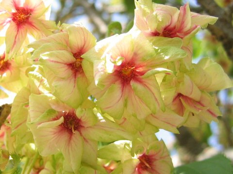 Prunus lannesiana cv. Gioiko