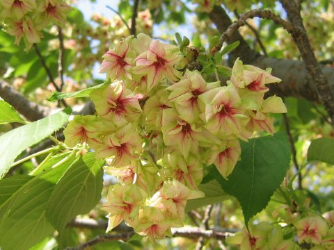 Prunus lannesiana cv. Gioiko