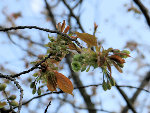 Prunus lannesiana cv. Gioiko