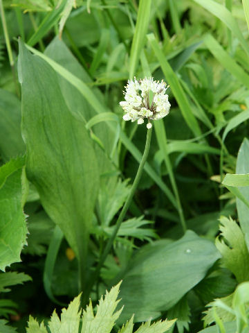 Allium victorialis ssp. platyphyllum