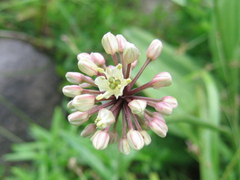 Allium victorialis ssp. platyphyllum