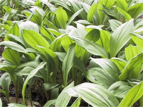 Allium victorialis ssp. platyphyllum