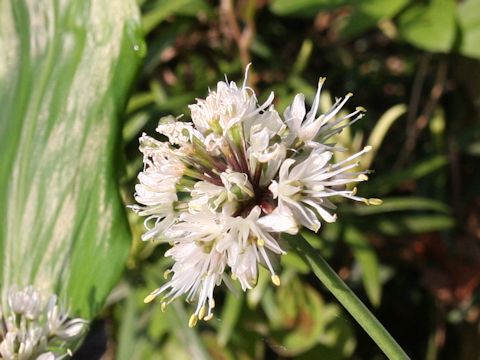 Allium victorialis ssp. platyphyllum