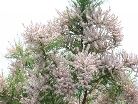 Tamarix chinensis