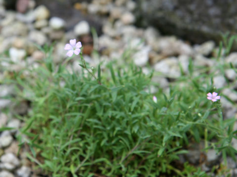 Gypsophila repens