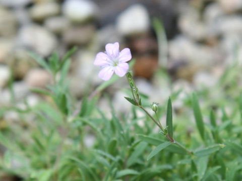 Gypsophila repens