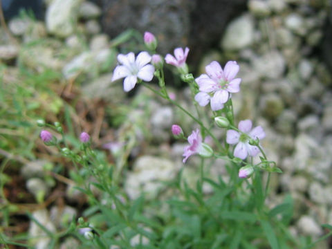 Gypsophila repens