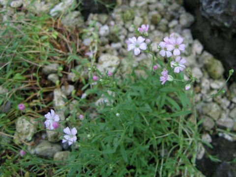 Gypsophila repens