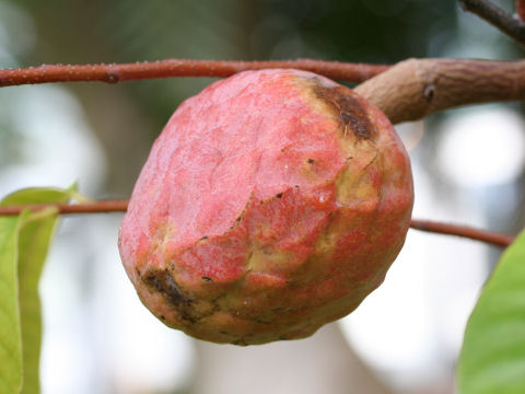 Annona reticulata