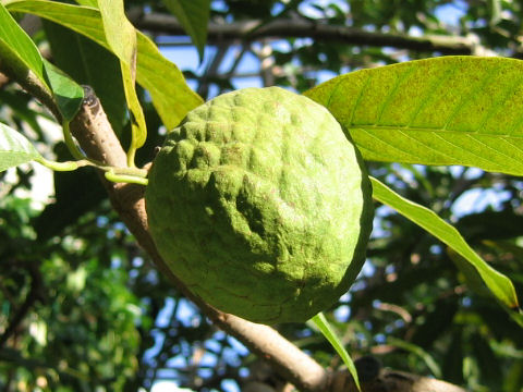 Annona reticulata