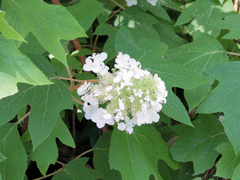 Hydrangea quercifolia