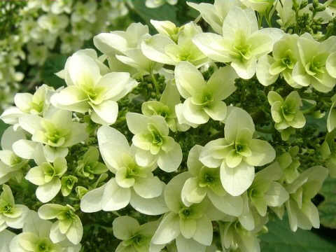 Hydrangea quercifolia