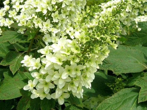 Hydrangea quercifolia