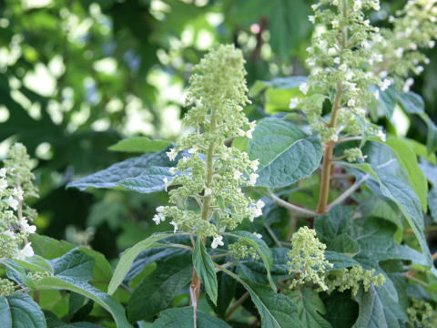 Hydrangea quercifolia