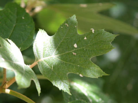 Hydrangea quercifolia