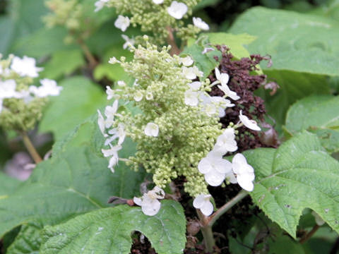 Hydrangea quercifolia