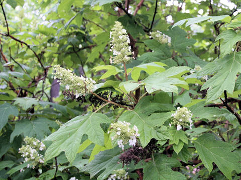 Hydrangea quercifolia