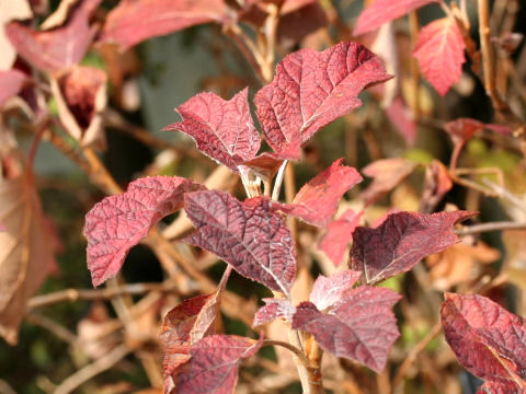 Hydrangea quercifolia