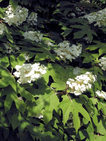 Hydrangea quercifolia