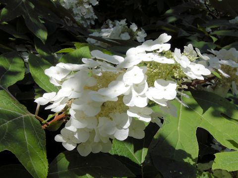 Hydrangea quercifolia