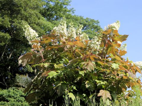 Hydrangea quercifolia