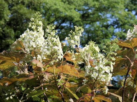 Hydrangea quercifolia