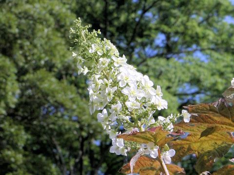 Hydrangea quercifolia