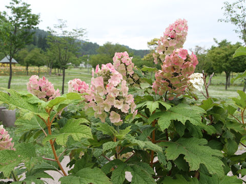 Hydrangea quercifolia