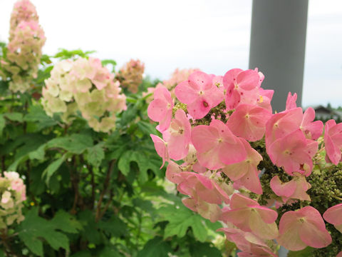 Hydrangea quercifolia