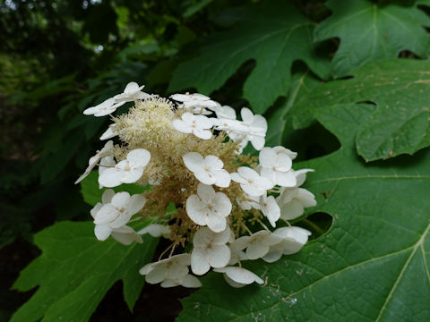 Hydrangea quercifolia