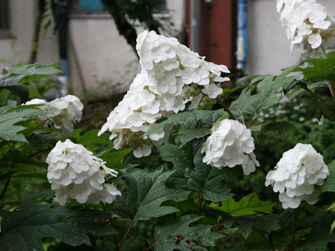 Hydrangea quercifolia