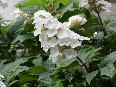 Hydrangea quercifolia