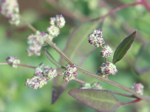 Chenopodium virgatum