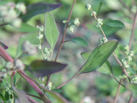 Chenopodium virgatum